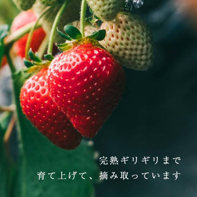 いちご農家の通販ギフト あまおう56％ジェラート 1カップ（単品