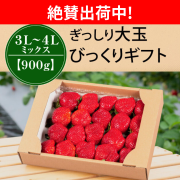 絶賛出荷中_MIX900