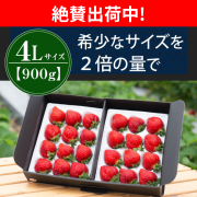 絶賛出荷中_4L900