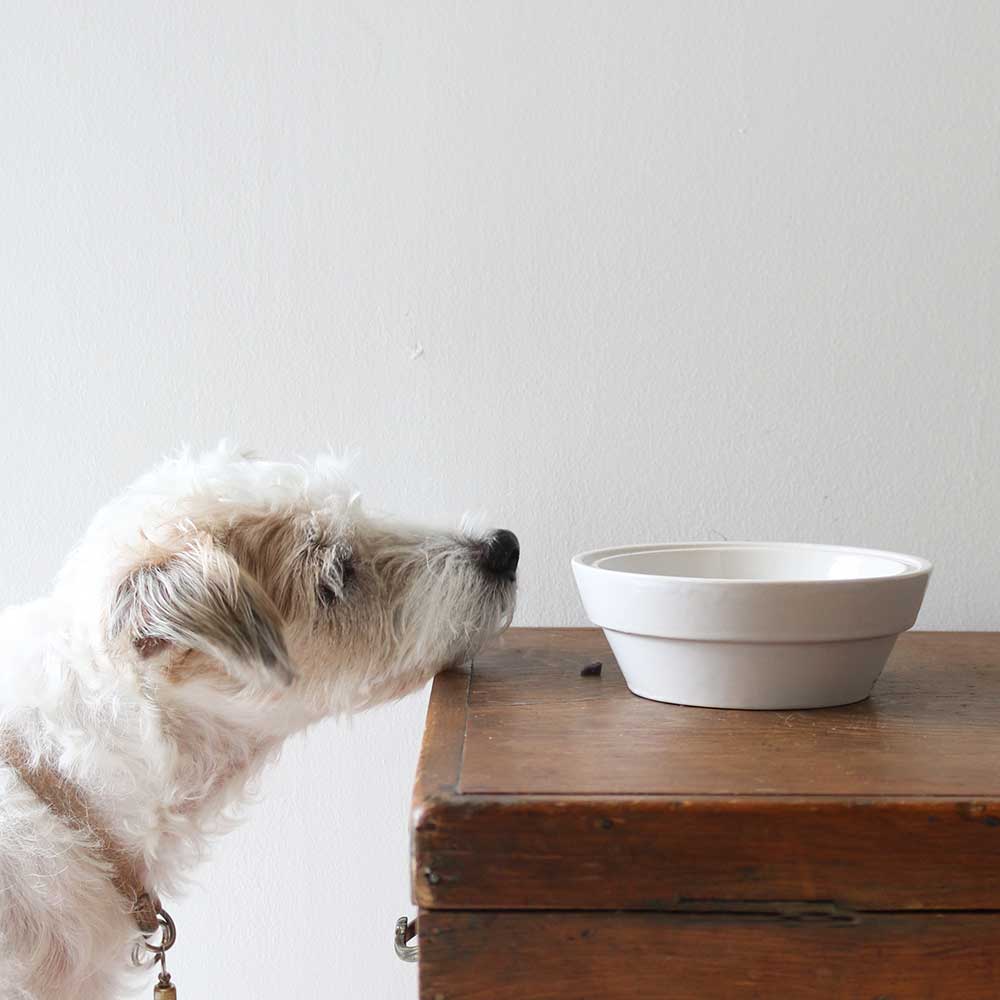 Ceramic Pet Bowl
