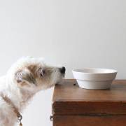 Ceramic Pet Bowl