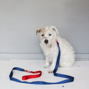 Dog Leash