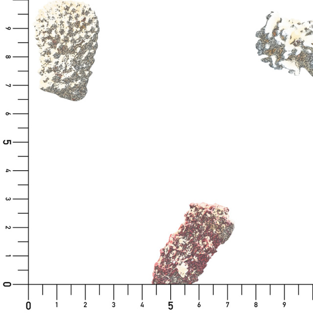 シール壁紙・原宗男のCoral実寸サイズ表