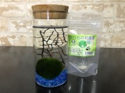 【西洋マリモ】カラムボトル天然まりも３ｃｍ栄養剤セット