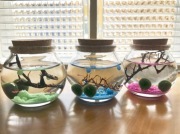 ピクシーシュリンプ【ホロホロシュリンプ】ミニ瓶カラーサンド2匹入り＋（死着補填分として予備1匹）