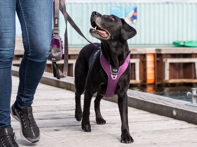 犬用ハーネスおすすめ15選 おしゃれ 可愛い人気ブランドも紹介 Aumo アウモ 犬用ハーネスおすすめ15選 おしゃれ 可愛い人気ブランドも紹介 Aumo アウモ