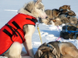 冬用犬の服/防寒用ドッグコート｜MANMAT サーモコート 中型犬～大型犬におすすめ｜犬グッズ通販HAU