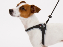 サイズ調整簡単なおすすめイタリア製小型犬用ハーネス｜Liberta Tre Ponti トレ・ポンティ｜犬グッズ通販HAU