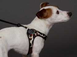 イタリア製小型犬用ハーネス(おしゃれ&かわいい)｜アニマルファー  トレ・ポンティ｜犬グッズ通販HAU