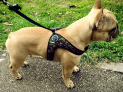 イタリア製小型犬用ハーネス(おしゃれ&かわいい)｜カモフラージュ  トレ・ポンティ｜犬グッズ通販HAU