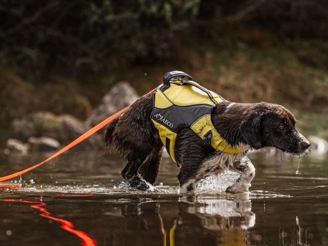 アクサエコ アクションドッグリーシュ AXAECO（犬用リード/ダイニーマ製） Jewelry Kingdom 1 ドッグチェーンリーシュ - 丈夫で噛みにくいタイアウトチェーン 快適なレザーハンドル すべての犬
