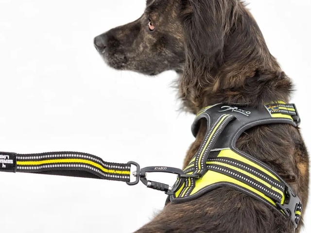 アクサエコ エラスティックドッグリーシュ AXAECO（ショックアブソーブ