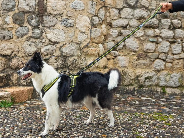 アクサエコ エラスティックドッグリーシュ AXAECO（ショックアブソーブ