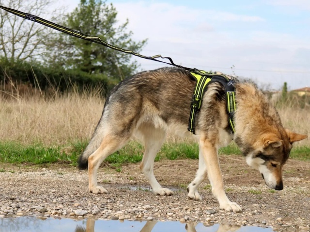 アクサエコ エラスティックドッグリーシュ AXAECO（ショックアブソーブ