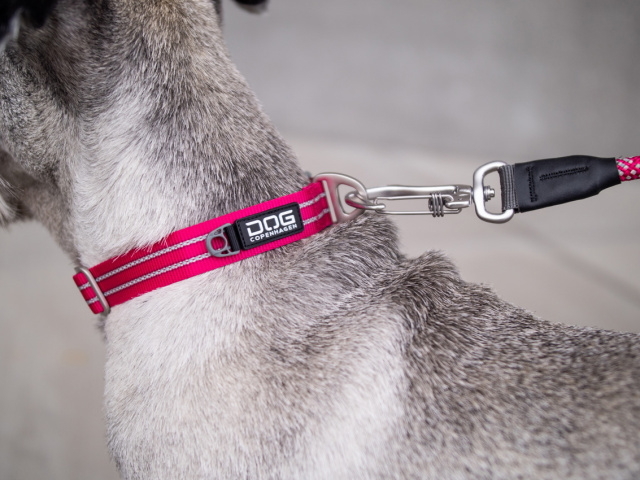 シンプルなデザイン 北欧らしいおしゃれなカラーリングが魅力のデンマーク犬用首輪 ドッグカラー ドッグコペンハーゲン アーバンエクスプローラーカラー 犬 グッズ通販hau