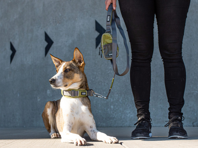 多様な持ち方 素早いコントロールが可能で便利な犬用リード ドッグコペンハーゲン アーバントレイルリーシュ 犬グッズ通販hau