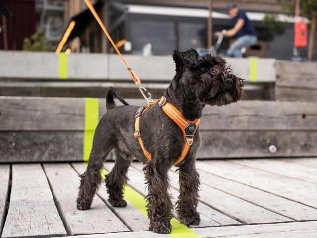 長さを変えられる 調節 便利な犬用リード ドッグコペンハーゲン アーバンフリースタイルリーシュ 犬グッズ通販hau