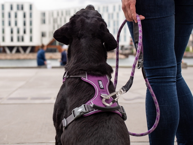 丈夫さと取り回しやすさに定評のあるロープ犬用リード ドッグコペンハーゲン アーバンロープリーシュ 犬グッズ通販hau