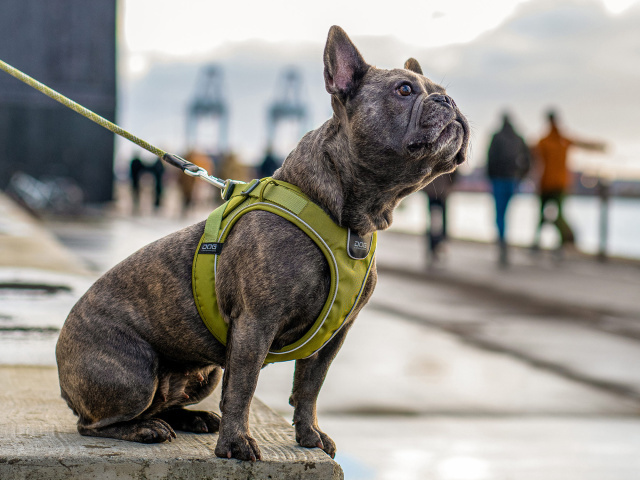 立体的な3dシェイプが様々な体型にフィットするデンマーク製犬用胴輪 ドッグコペンハーゲン コンフォートウォークｇｏハーネス 犬グッズ通販hau