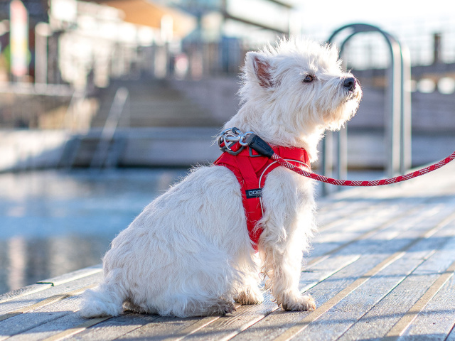 立体的な3dシェイプが様々な体型にフィットするデンマーク製犬用胴輪 ドッグコペンハーゲン コンフォートウォークｇｏハーネス 犬グッズ通販hau
