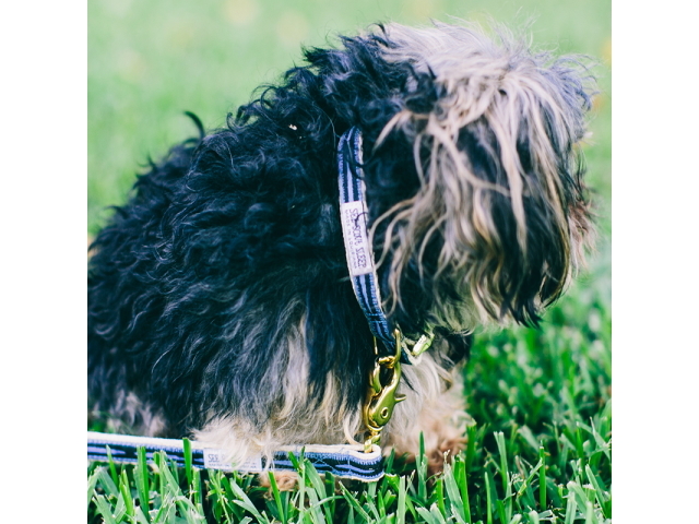 犬用首輪 See Scout Sleep ヘンプカラー 幅1 2 小型犬におすすめ 犬グッズ通販hau