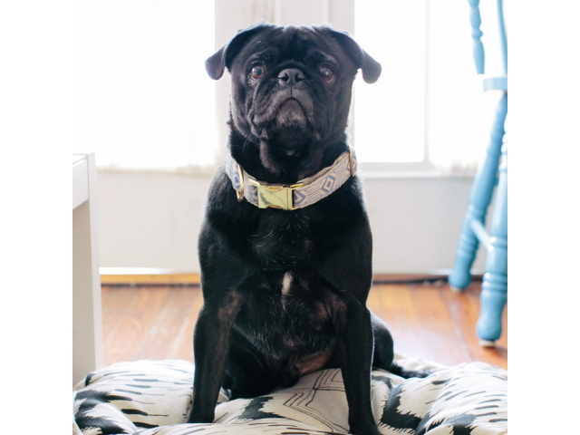 犬用首輪｜See Scout Sleep ヘンプカラー 幅1