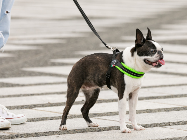 やわらかくて快適なイタリア製小型犬用ハーネス Fibbia ソフトメッシュアジャスタブル Tre Ponti トレ ポンティ 犬グッズ通販hau