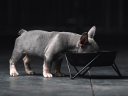 WOOF シングルドッグボウル Bendo （デザイナーズ犬用食器）