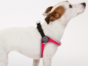 ハーネス 犬グッズ通販 Hau ハウ