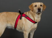 【SALE】中型犬・大型犬用ハーネス《 Sporza 》 - サイズ [4.5] - Tre Ponti