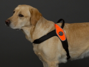 【SALE】中型犬・大型犬用ハーネス《 Primo 》 - Tre Ponti