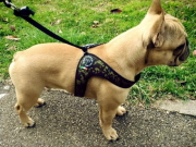 イタリア製小型犬用ハーネス(おしゃれ&かわいい)｜カモフラージュ  トレ・ポンティ｜犬グッズ通販HAU