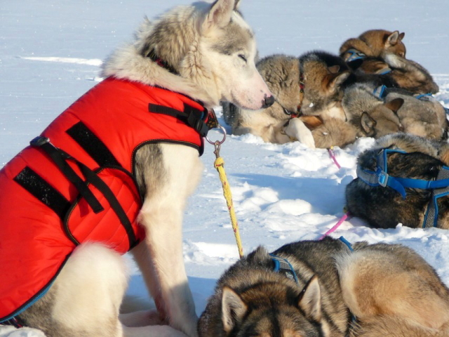 冬用犬の服/防寒用ドッグコート｜MANMAT サーモコート 中型犬～大型犬におすすめ｜犬グッズ通販HAU