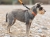 丈夫で外れにくい｜アクサエコ アクションドッグカラー AXAECO（犬用首輪/ダイニーマ製）｜犬グッズ通販HAU（ハウ）