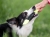 アクサエコ ピッペンミニ AXAECO（小型犬におすすめの犬用おもちゃ/ドッグトイ）引っ張り、綱引き遊び｜犬グッズ通販HAU(ハウ)