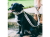 犬用リード｜See Scout Sleep ヘンプリーシュ 幅1"（中型犬、大型犬におすすめ）｜犬グッズ通販HAU