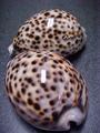 カウリーシェル（Tiger Cowry Shell）