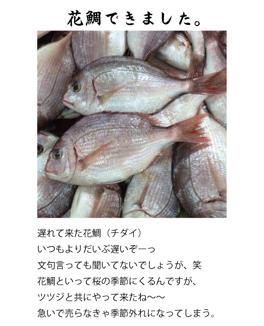 ち鯛 花鯛 ち鯛 花鯛