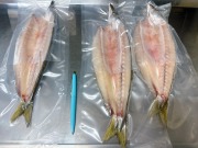 サメに齧られたでっかい本かます