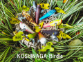 ISONOFACTORY (イソノファクトリー) 『KOSHINAGA Birdie（コシナガバーディ）』