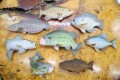 彫魚 FUMIO NAGAI (永井文雄) 『彫魚ブローチ各種』