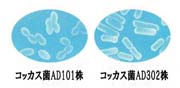 コッカス菌AD101と302