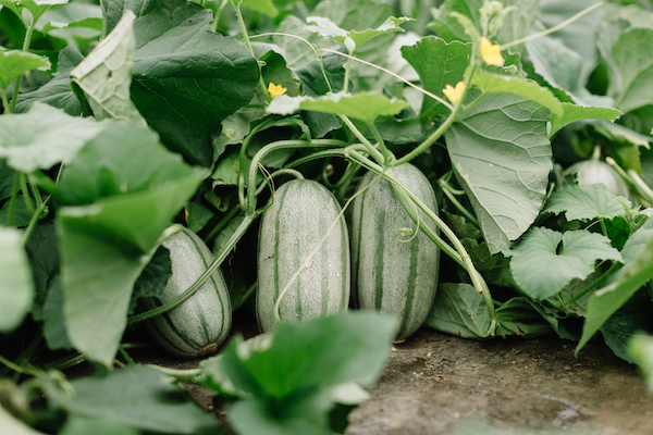 ともりん メロン アジウリの掛合せ