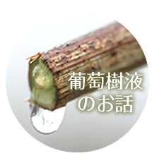 薬用 葡萄樹液ジェル 120mL - ハーベリィアースストーリー