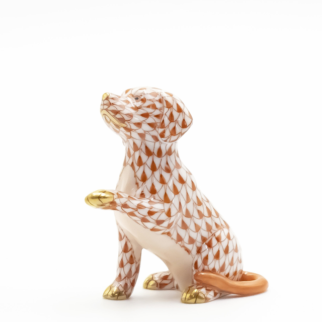 DOG COLLECTION 2024