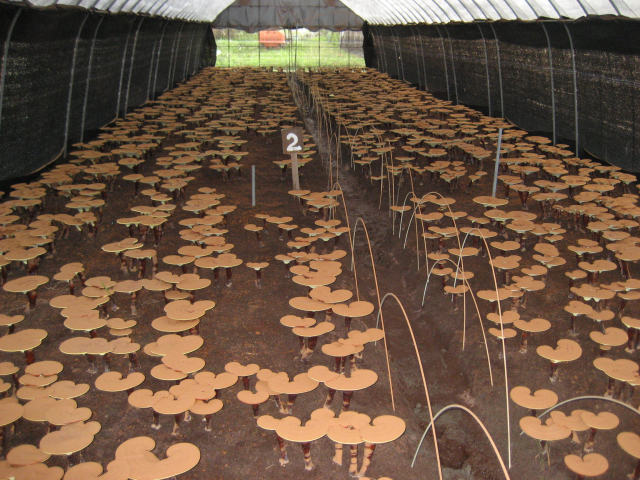 長野県産の高品質国産霊芝 延寿霊芝ARGO 180錠入り