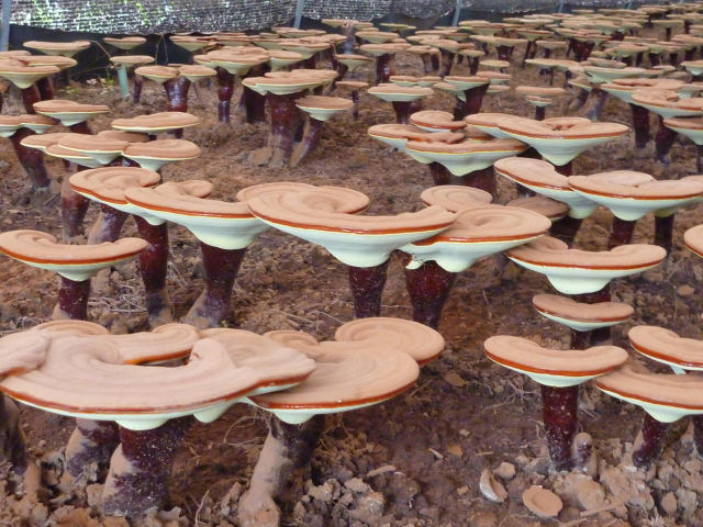 長野県産の高品質国産霊芝 延寿霊芝ARGO 180錠入り