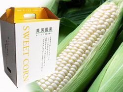 美瑛産 白いとうもろこし 12本
