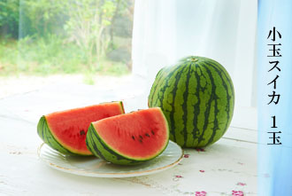 小玉スイカ 1玉