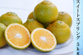 スイートスプリング 5kg